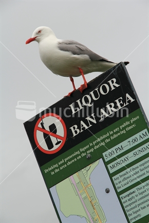Liquor ban notice, with seagull on sentry duty.