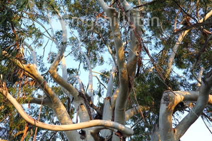 Leaves and branches of an Australian gum tree in the New Zealand evening light.
