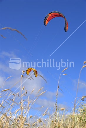 Colourful kites of the kite surfers soar above the coastal dunes, Raglan