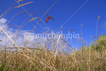 Colourful kites of the kite surfers soar above the coastal dunes, Raglan