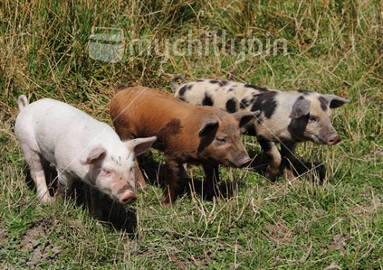 Three multi-patterned piglets.