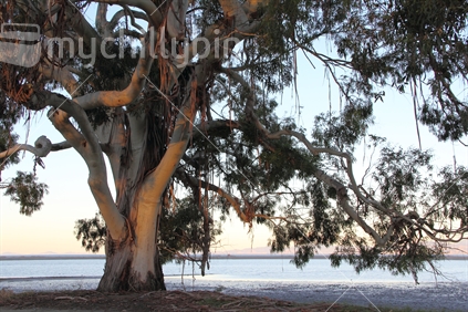 Leaves and branches of an Australian gum tree in the evening light at a New Zealand beach.