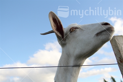 A young milking Saanan goat peers over a fence