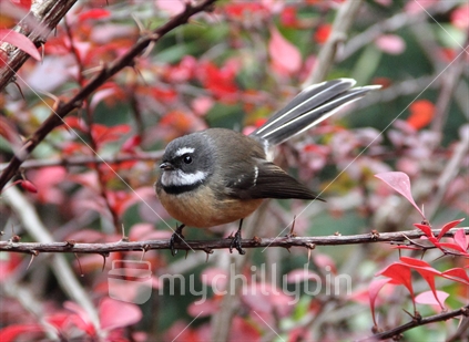 Fantail on a branch.