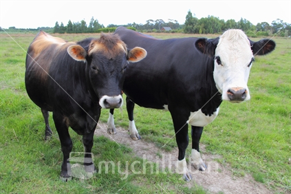 Him and Her; Jersey bull and Holstein-Friesian cow.
