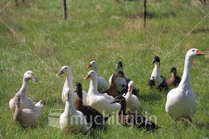 A flock of ducks and geese in the sun on the farm paddock.