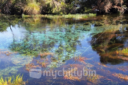 Natural clear waters of Waikoropupu (Pupu) Springs, Takaka, Golden Bay