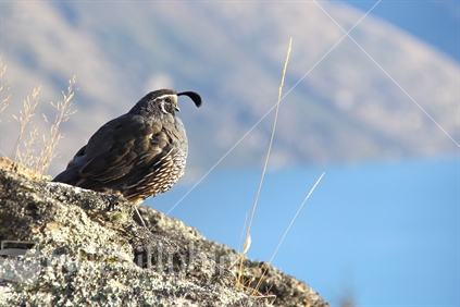 Californian quail overlooks Lake Wakatipu from Queenstown Hill