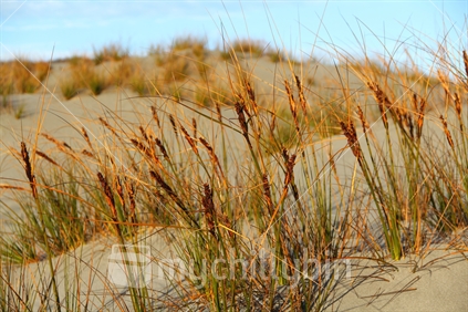 Native pingao grass (Desmoschoenus spiralis) on sand dunes at Martins Bay, Fiordland