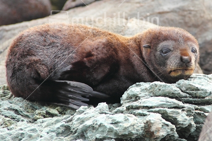 New Zealand fur seal pup