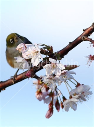 Cheery blossom (focus) and avian silvereye admirer