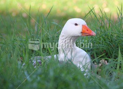 Goose in the pasture grass