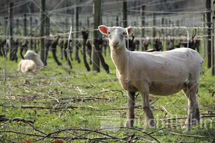 Sheep, through fence, amid the grapevines