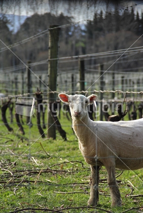 Sheep amid the grapevines