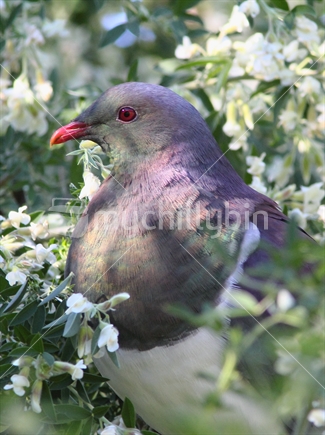 New Zealand's endemic wood pigeon feeding on coastal plants