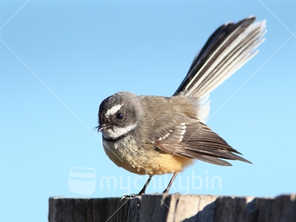 South Island pied fantail on fence post
