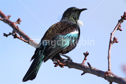 Tui on branch showing iridescent plumage