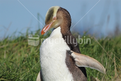 Yellow-eyed penguin (Magadyptes antipodes) standing in grass