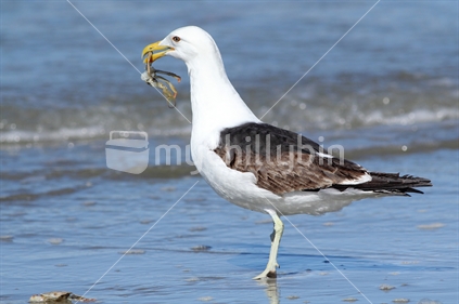 Young adult black-backed gull feeding on shore crab