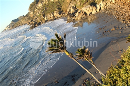 Tasman Sea reaches limestone bluffs on the west coast of Golden Bay, with nikau palms on the shore