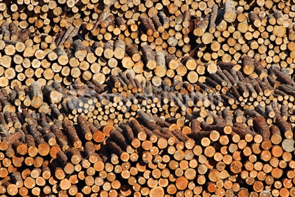 Close-up end view of cut logs awaiting export.
