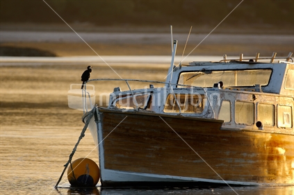 Boat at mooring, with shag, in the golden light