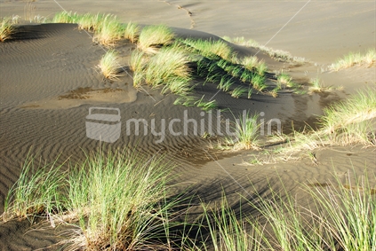 Black sand dunes at Bethells beach