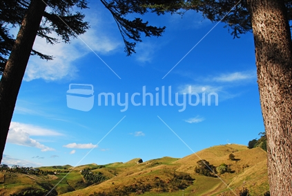 View to Te Mata Peak between two trees, New Zealand