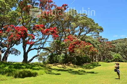 Pohutukawa in Bloom. Wenderholm Regional Park, Auckland Region, New Zealand.
