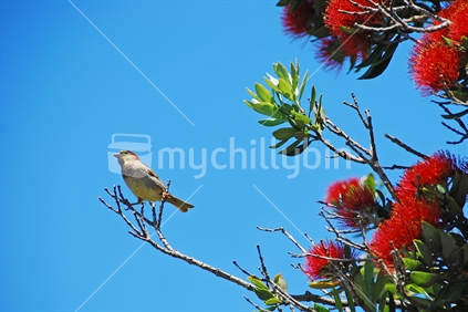 A Sparrow sitting on the branch of flowering Pohutukawa Tree