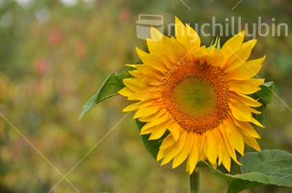 Sunflower with a nice bokeh in the background