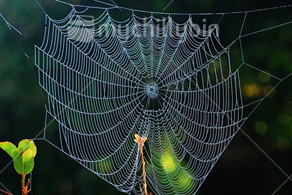 Spiderweb in the Garden - Winter in New Zealand
