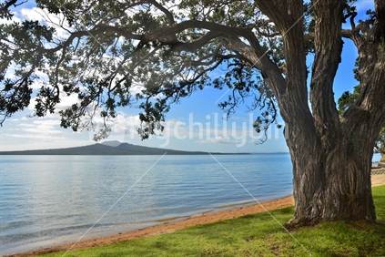 Pohutukawa at Narrow Neck Beach with Rangitoto in the background