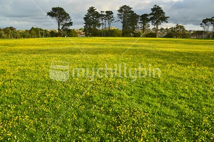 Lawn, covered with wild yellow flowers