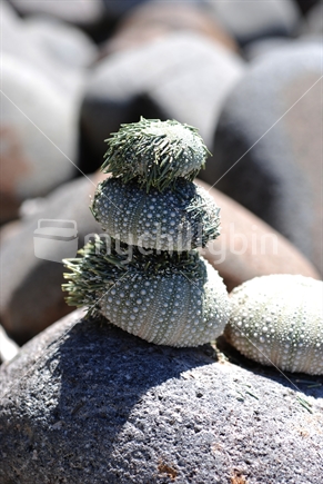 Stack of kina on a rocky beach in New Zealand.
