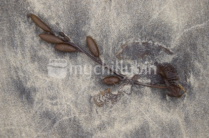 Seaweed washed up on beach