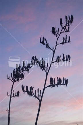 Silhouette of flax flowers