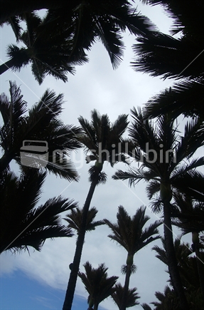 Silhouette of Nikau palms
