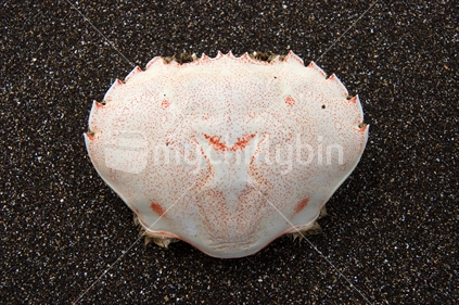 A crab shell washed up on beach