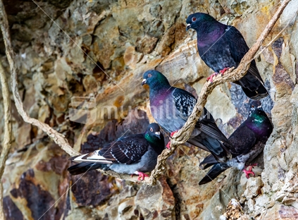 A flock of pigeons on the cliff face at Murray's Bay.