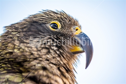 A Kea, the world's largest mountain parrot at Porter's Height's ski field in winter