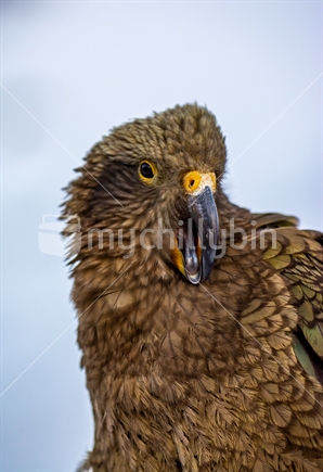 A Kea, the world's largest mountain parrot at Porter's Height's ski field in winter yawning.