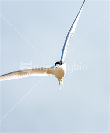 A white fronted tern flying over the sea shore at Coromandel.