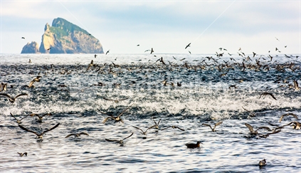 Flock of seabirds with schooling of fish in the Bay of Islands