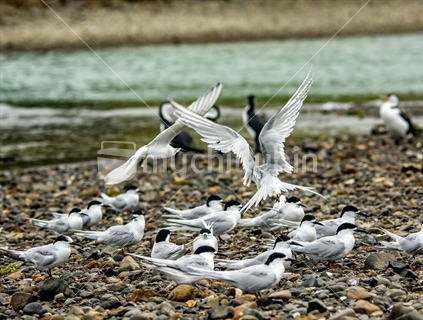 A flock of white fronted terns and pied shags on a Coromandel sea shore.