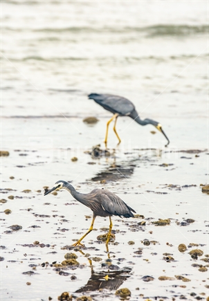A pair of blue herons wading and feeding on a Coromandel sea shore