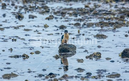 A kingfisher perched on a rock looking for its prey on a Coromandel sea shore