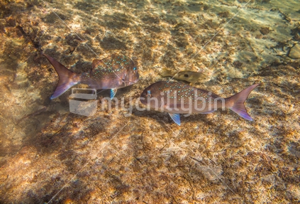 A pair of snapper feeding on the sea floor at Goat Island Marine Reserve