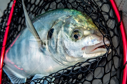 A silver trevally caught recreational fishing in the Hauraki Gulf