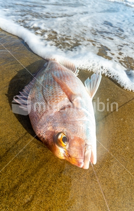 A surf caught snapper on the Kaipara Harbour